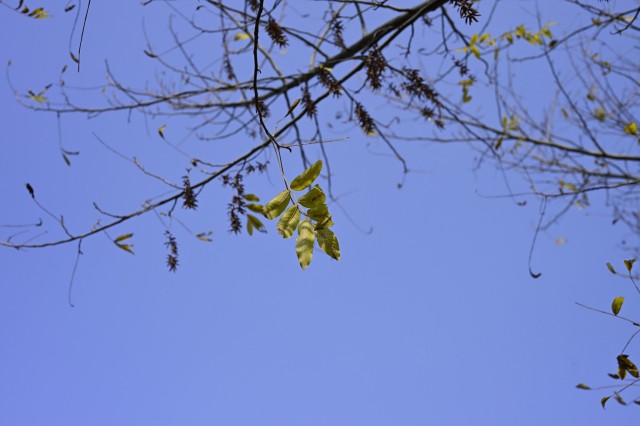 湘江边的草和树叶