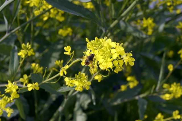 码头的野油菜花