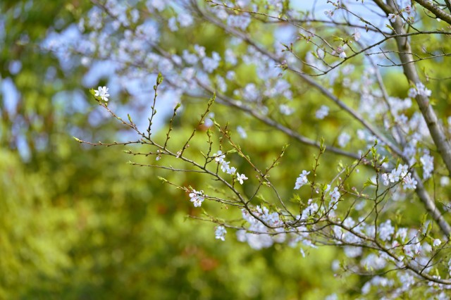 望城玉湖公园-樱花